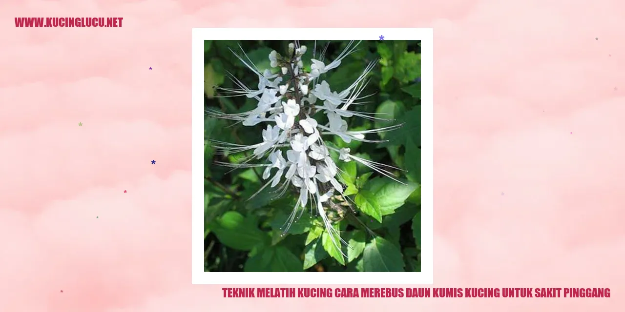 Ilustrasi Daun Kumis Kucing