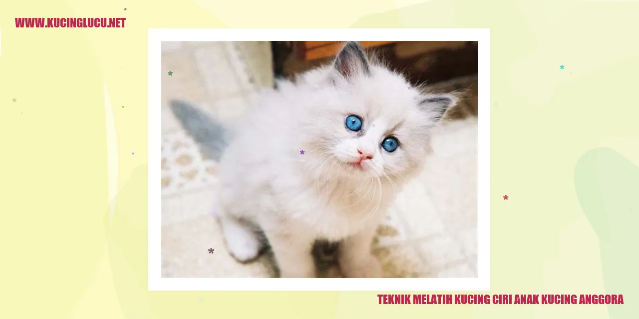Gambar Anak Kucing Anggora
