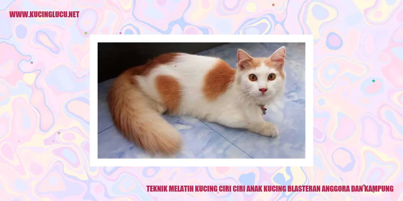 Gambar kucing blasteran anggora dan kampung