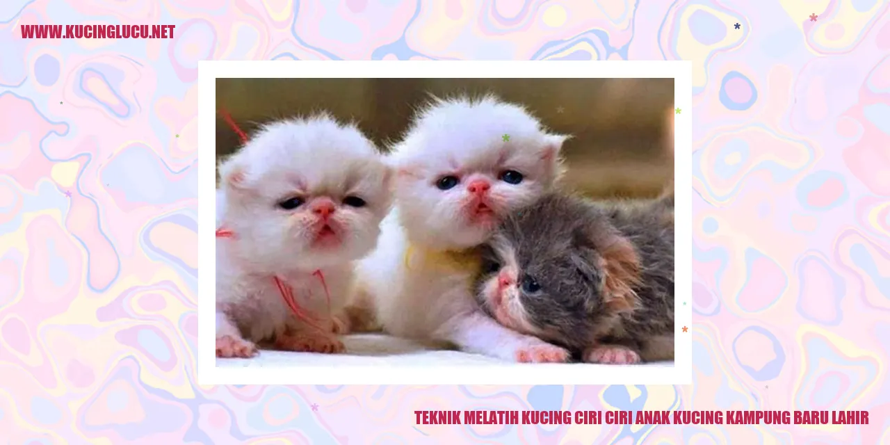 Kucing Anak Kampung Baru Lahir