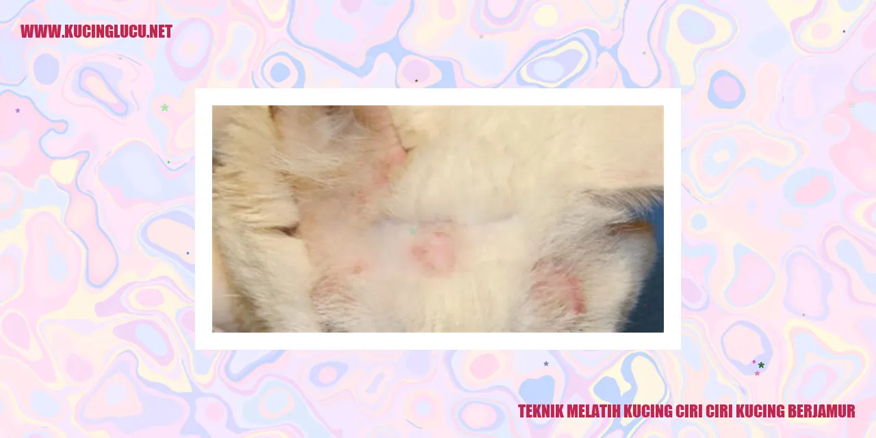 Ciri-ciri kucing berjamur