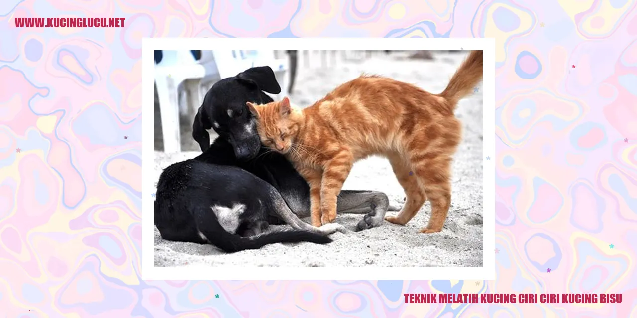 Gambar kucing bisu