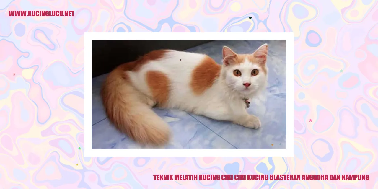 Kucing Blasteran Anggora dan Kampung