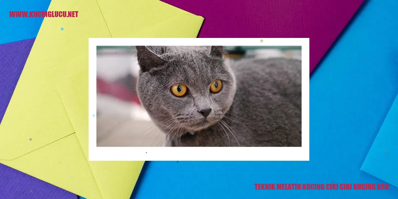 Gambar kucing BSH