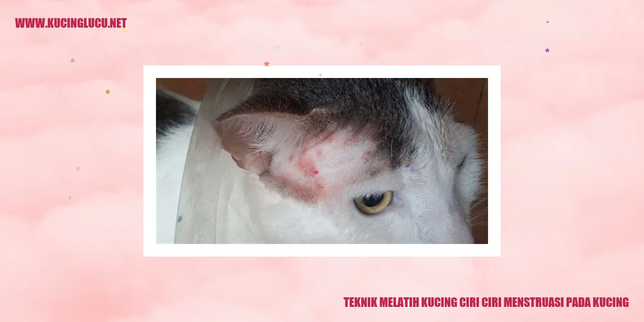 Melatih Kucing