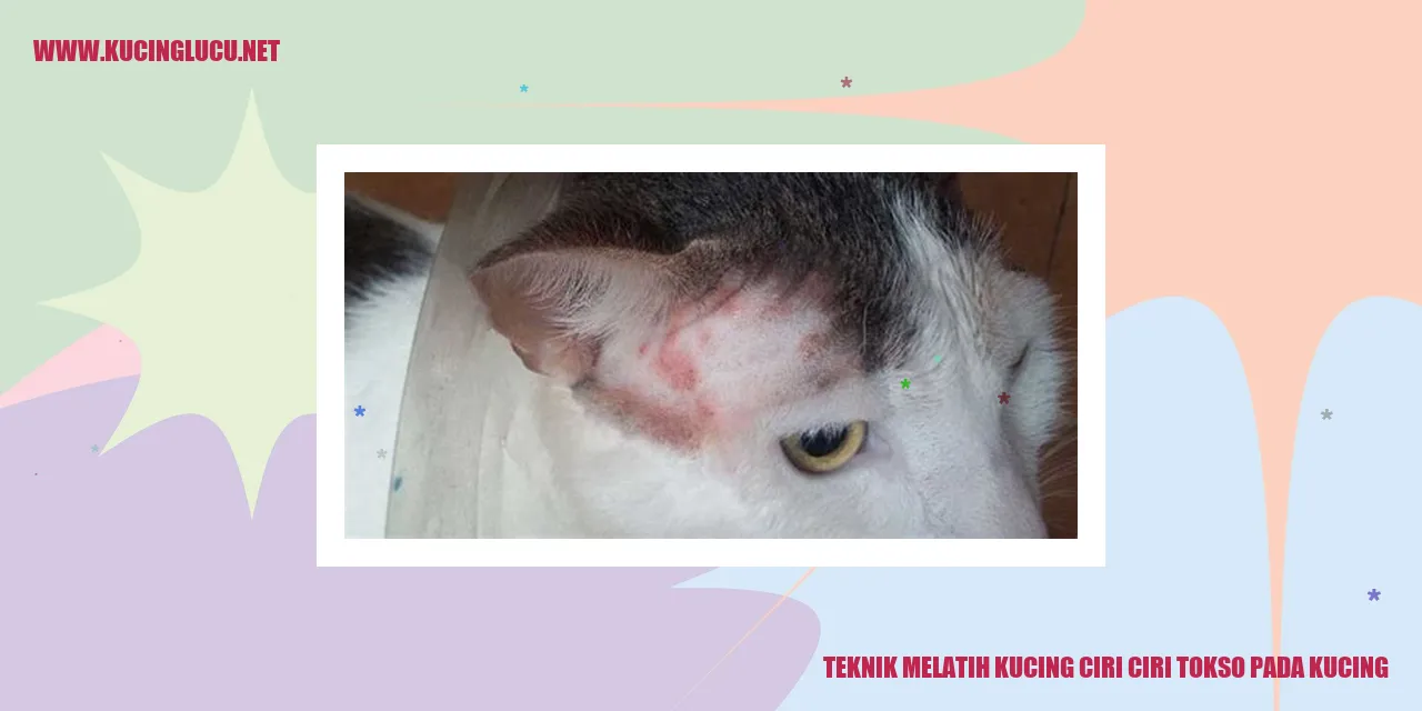 gambar kucing yang sedang melatih keterampilan
