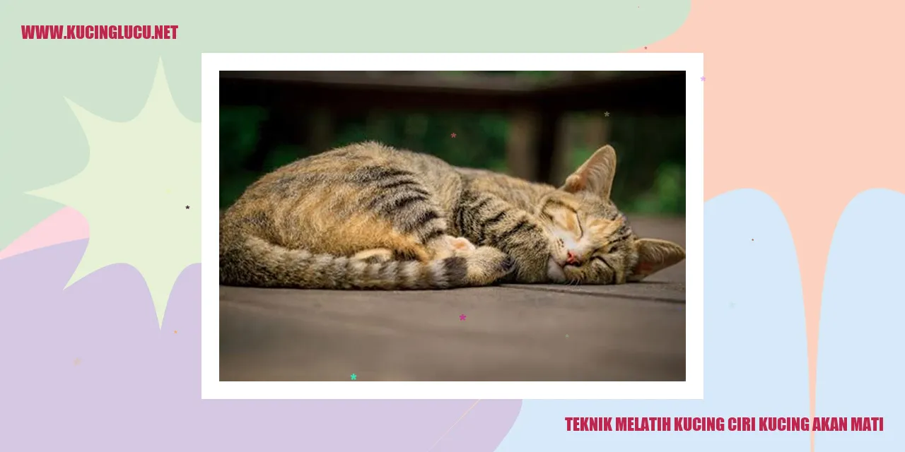 Teknik Melatih Kucing