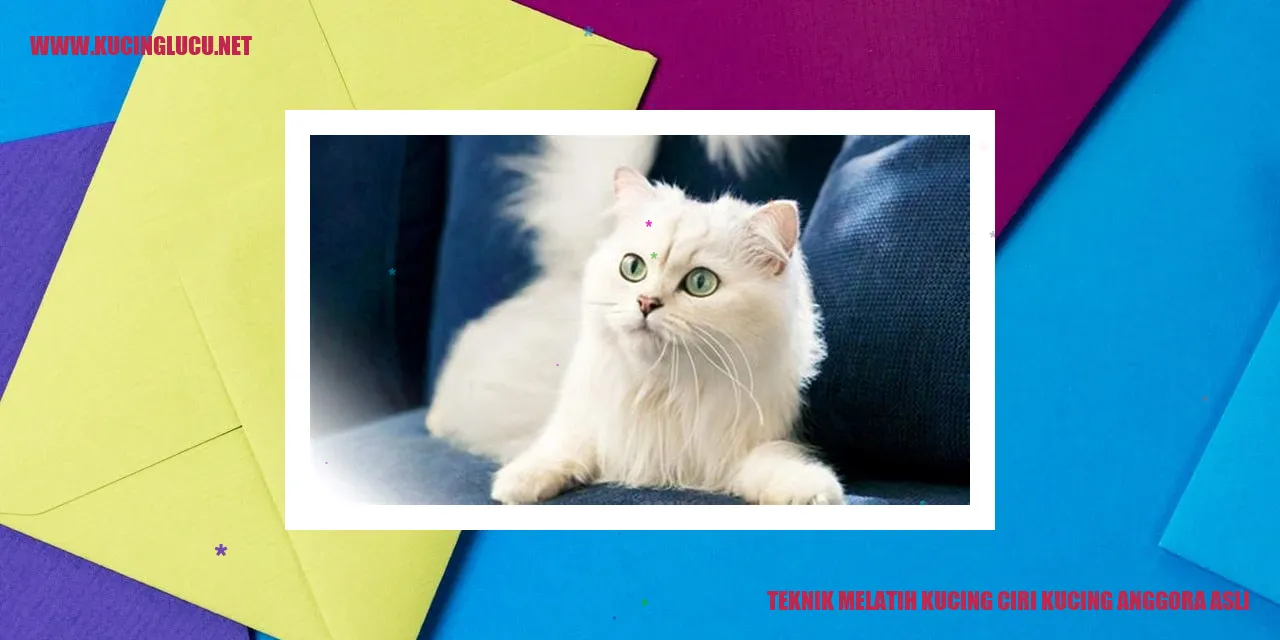 Ciri Kucing Anggora Asli
