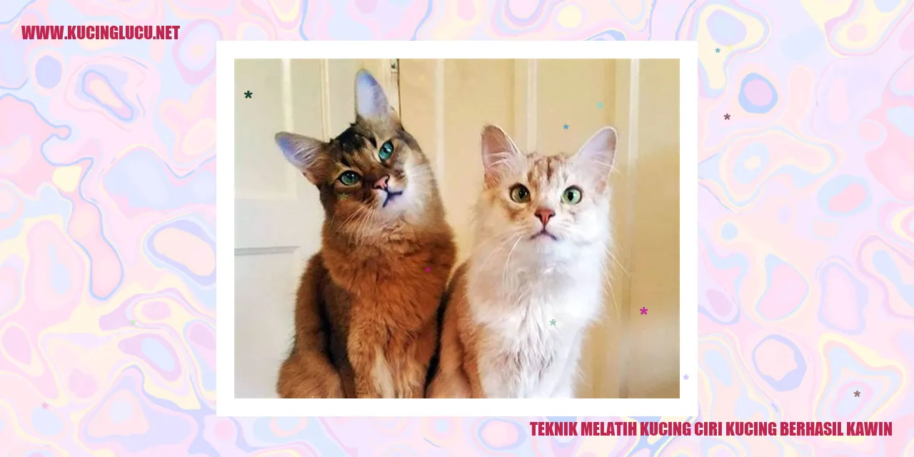 Teknik Melatih Kucing