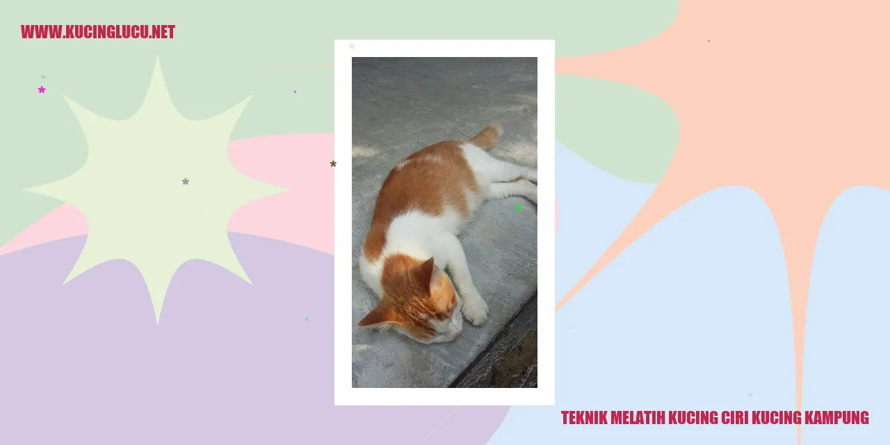 Gambar Kucing Kampung
