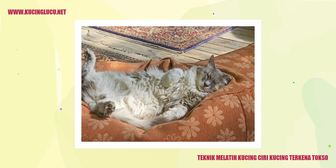 Gambar kucing yang terkena tokso