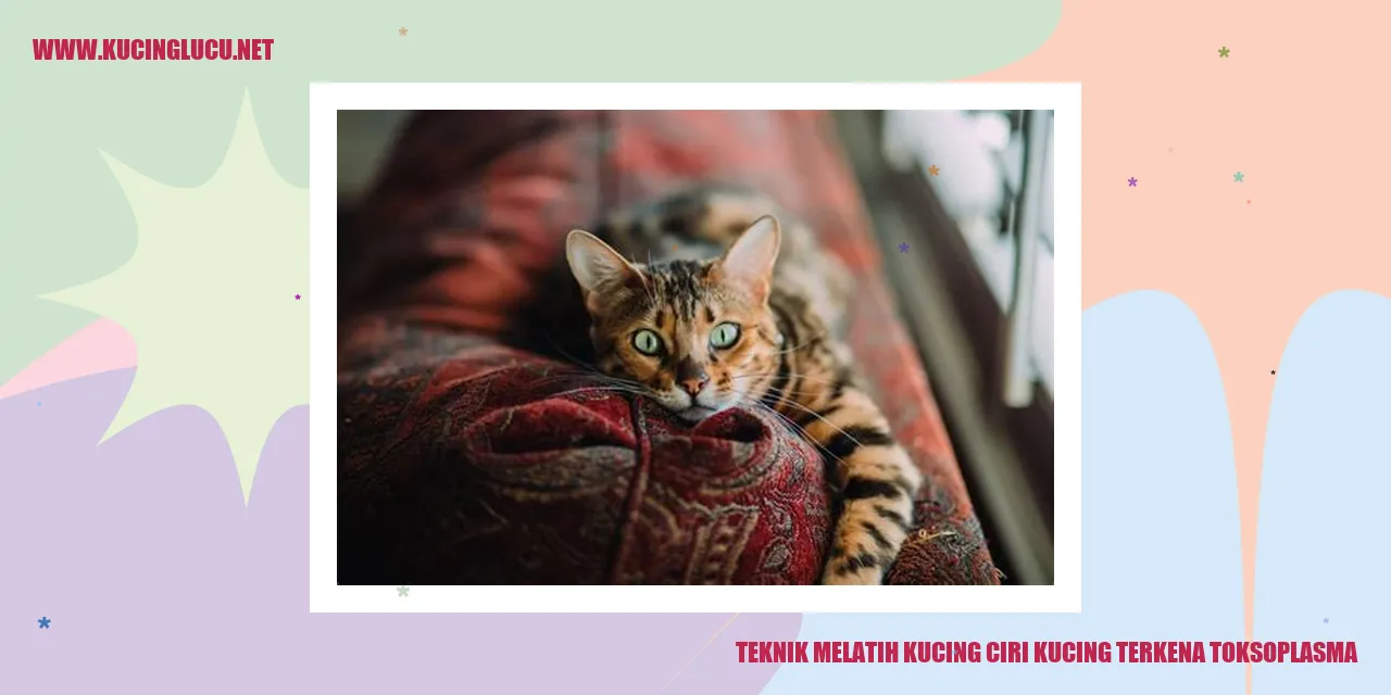 Gambar Kucing Terkena Toksoplasma
