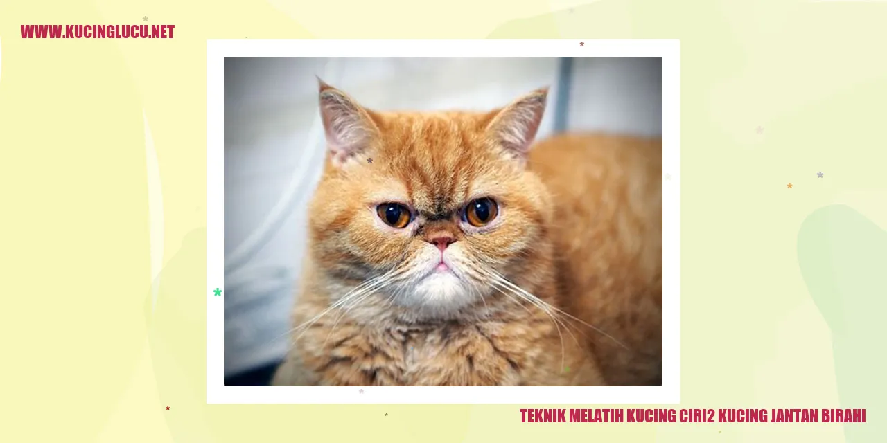 Kucing jantan birahi