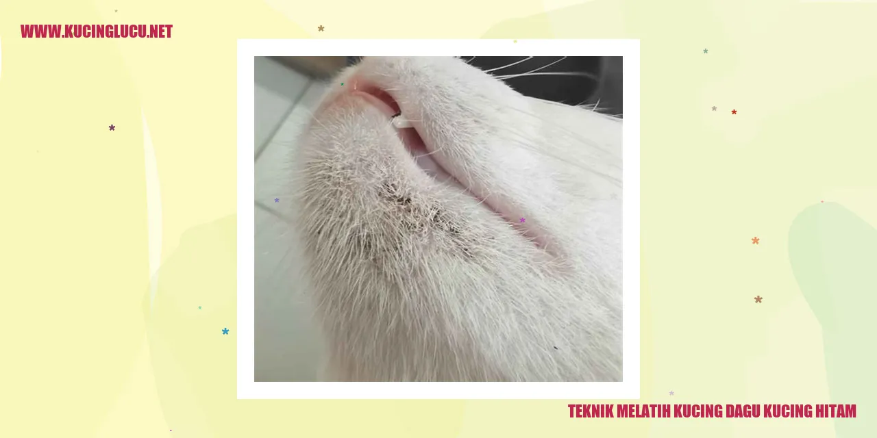 Gambar Kucing Dagu Kucing Hitam