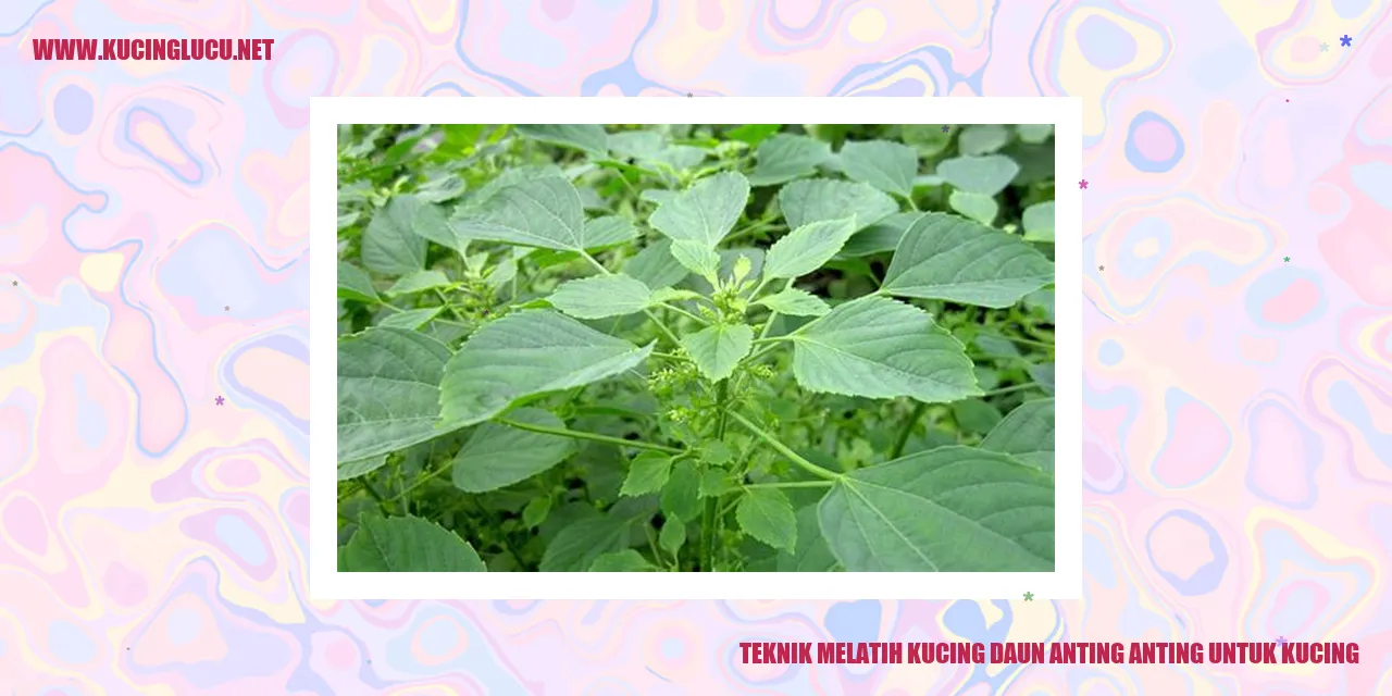 Kucing daun anting anting