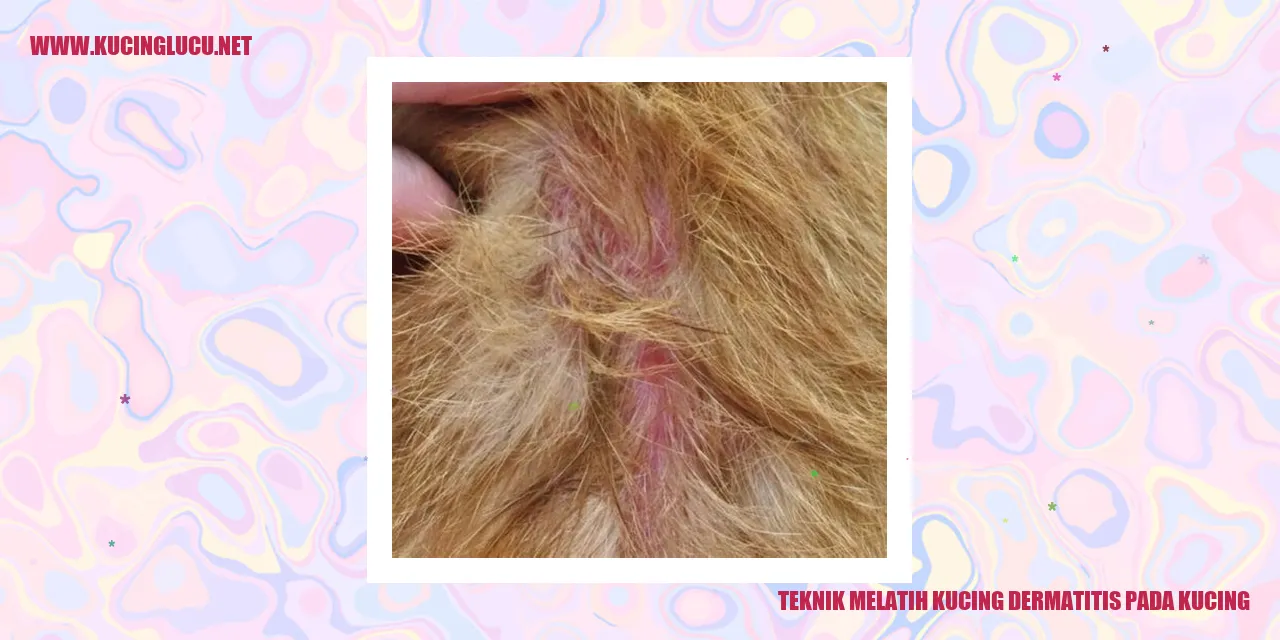 Gambar kucing sedang dilatih mengatasi dermatitis