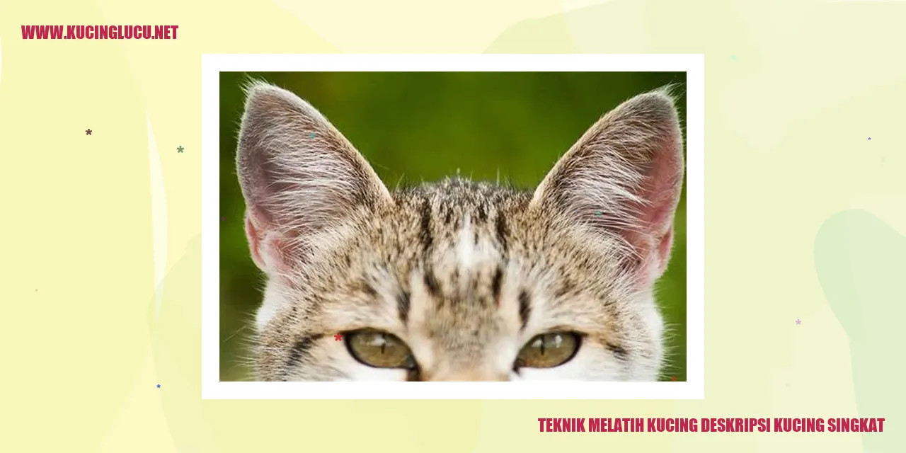 Kucing sedang dilatih