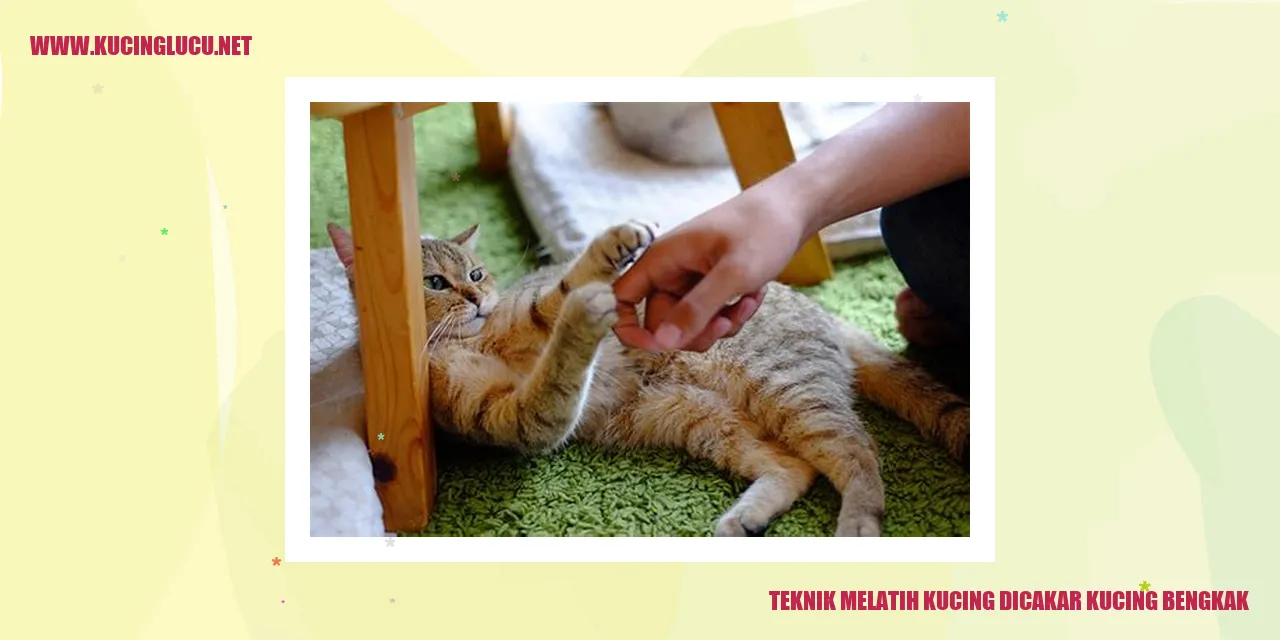 Gambar kucing bengkak