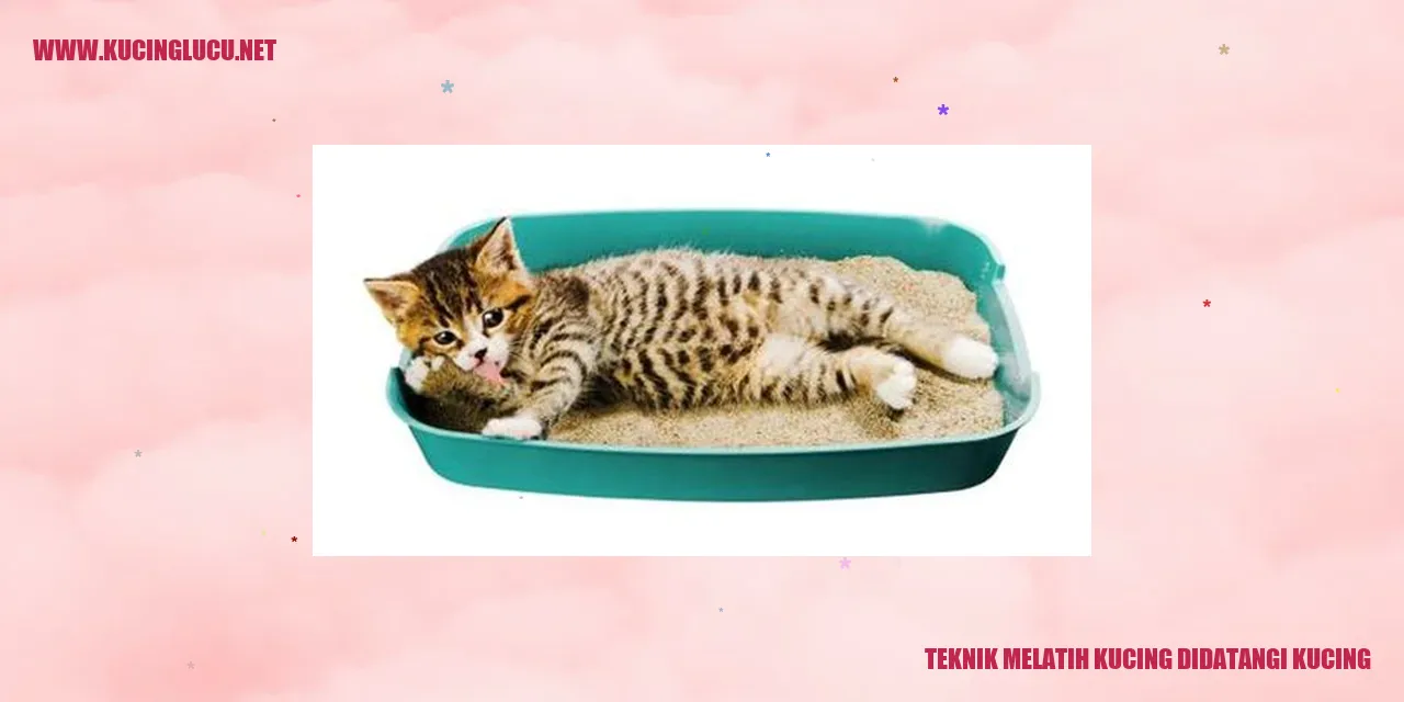 Gambar Kucing