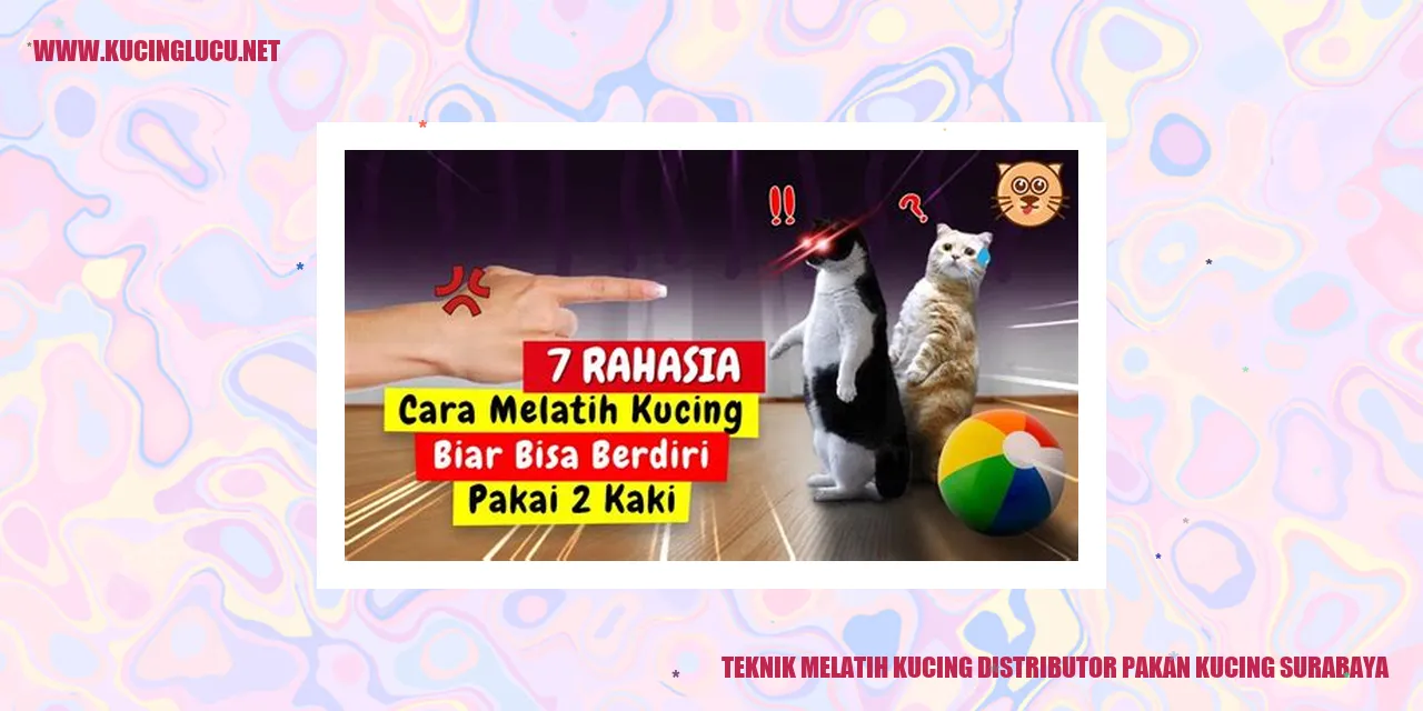 Teknik Melatih Kucing distributor pakan kucing Surabaya