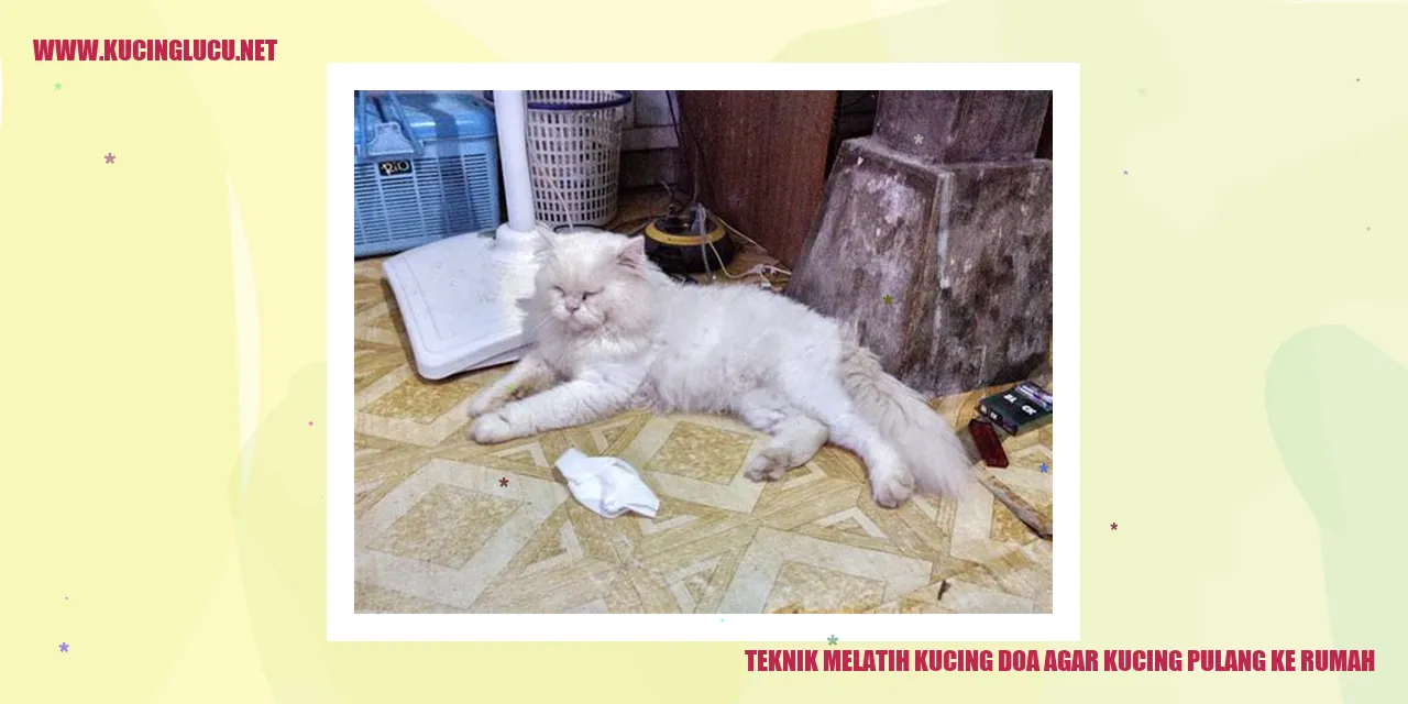 Teknik Melatih Kucing doa agar kucing pulang ke rumah
