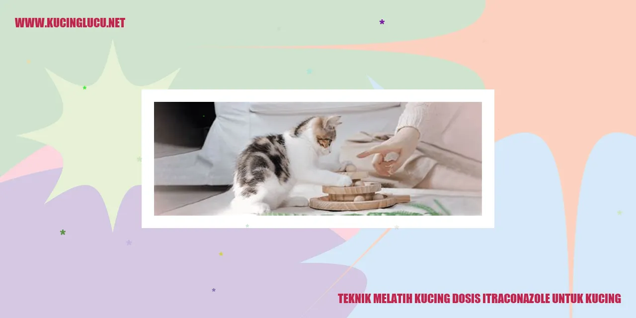 Melatih kucing