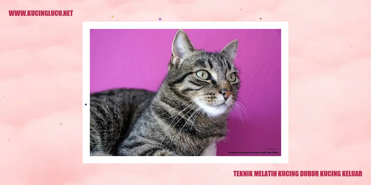 Teknik Melatih Kucing dubur kucing keluar