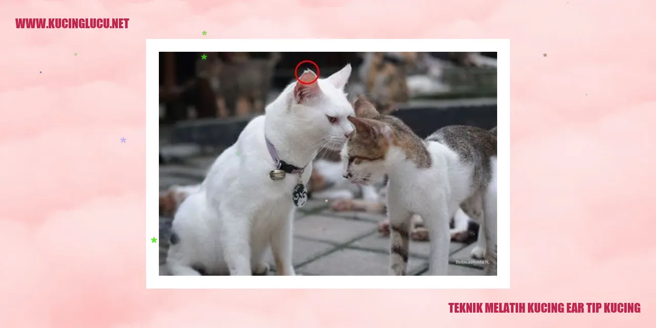 Kucing ear tip kucing
