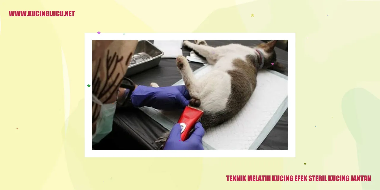 Gambar Kucing Jantan Setelah Sterilisasi
