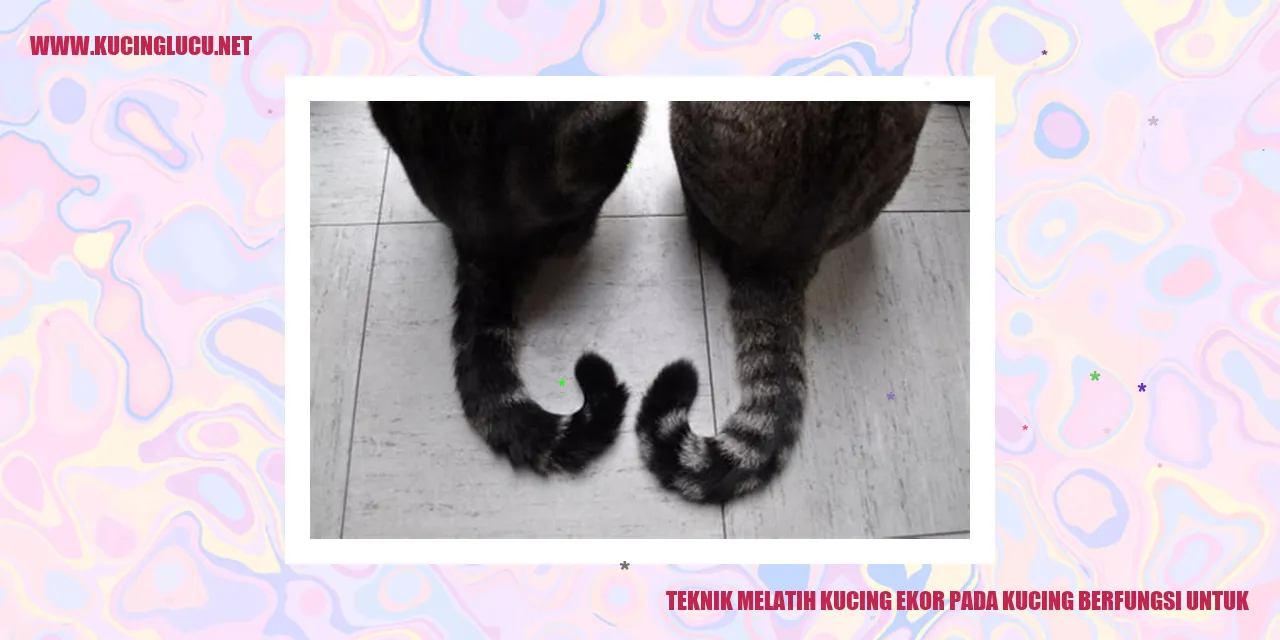 Teknik Melatih Kucing Ekor Pada Kucing Berfungsi Untuk
