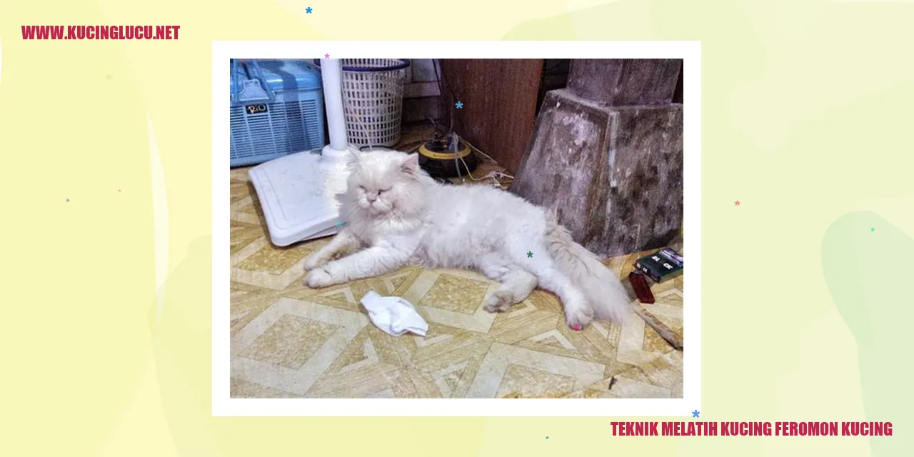 Kucing