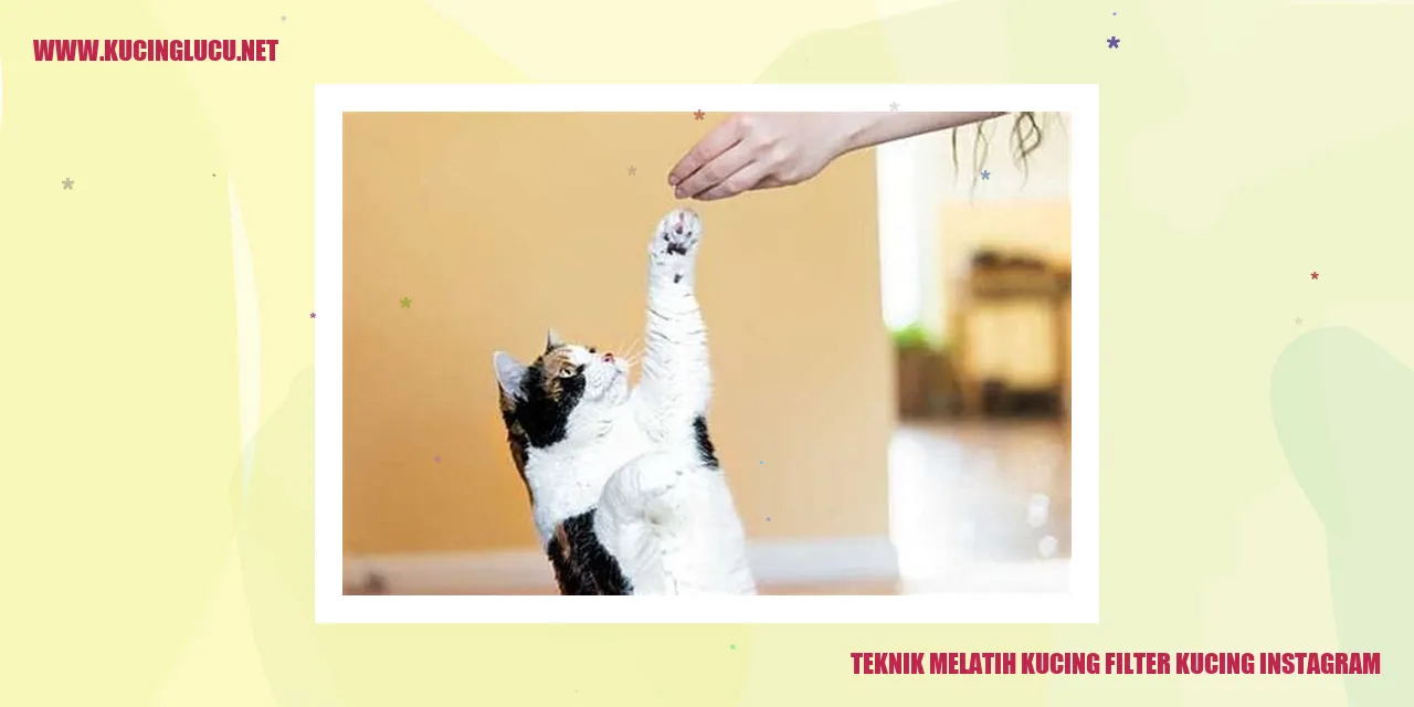 Kucing Instagram Filter