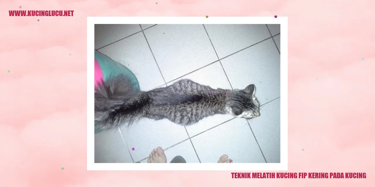 Teknik Melatih Kucing fip kering pada kucing