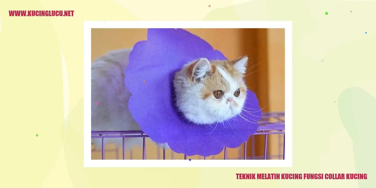 Melatih Kucing Mengenakan Collar