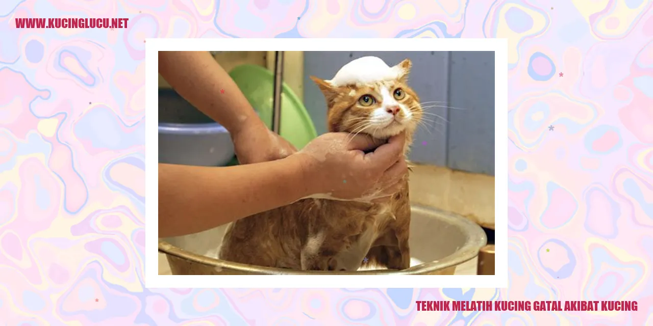 Teknik Melatih Kucing gatal akibat kucing