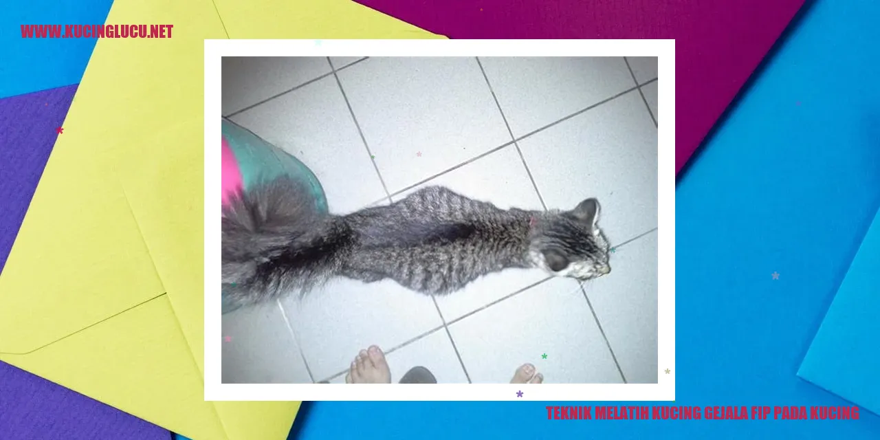 Gambar kucing sedang melakukan latihan