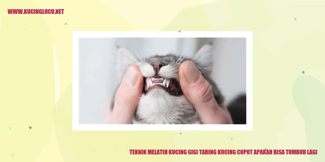 Teknik Melatih Kucing Gigi Taring