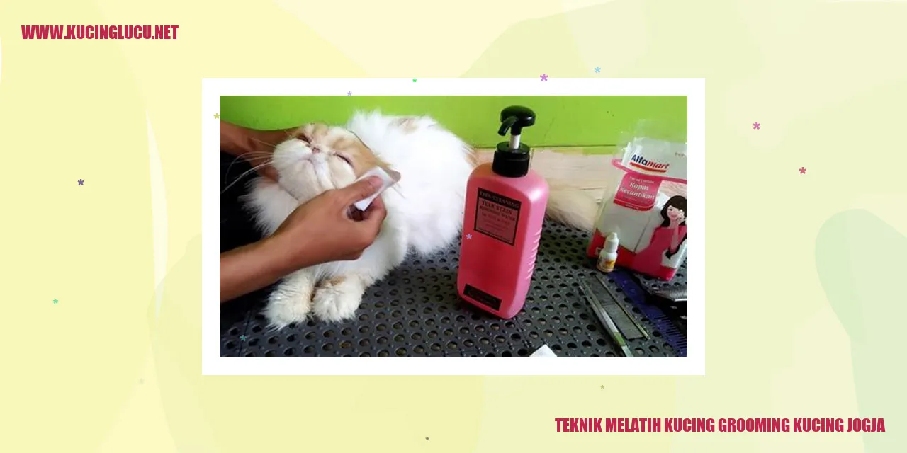 Pelatihan Grooming Kucing Jogja