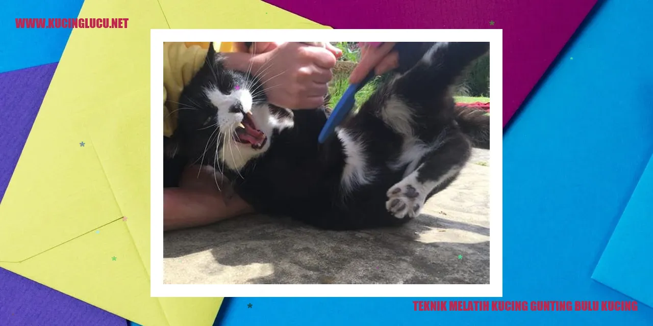 Melatih kucing gunting bulu kucing