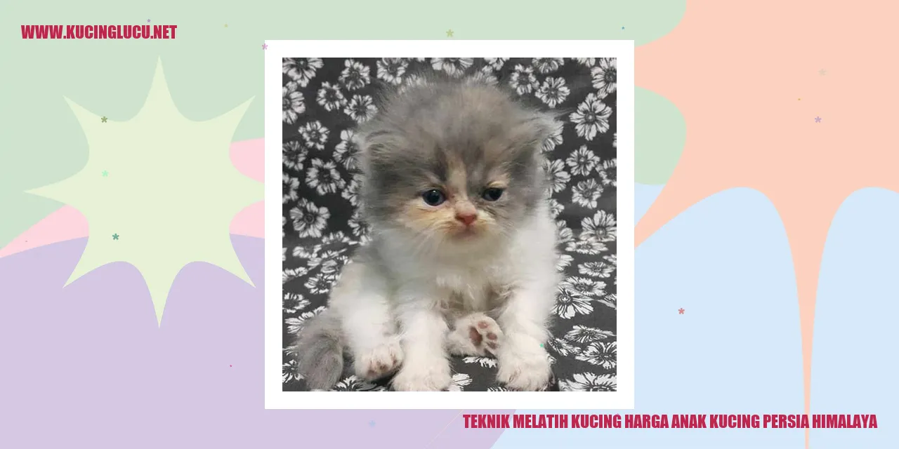 Gambar Anak Kucing Persia Himalaya