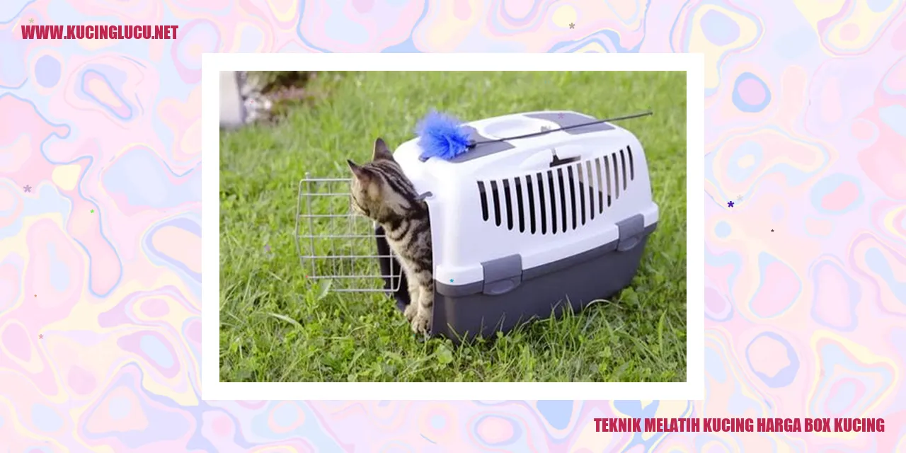 Kucing dalam box
