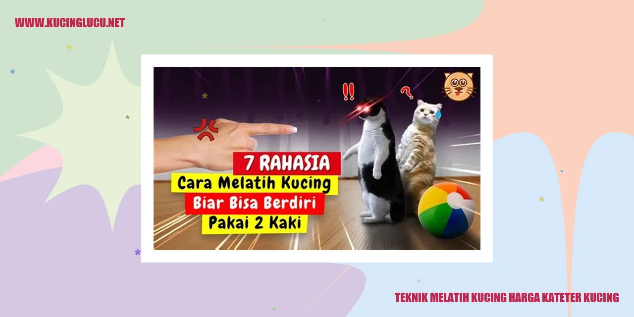 Gambar Kucing dengan Kateter