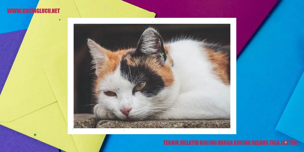 Kucing belang tiga jantan