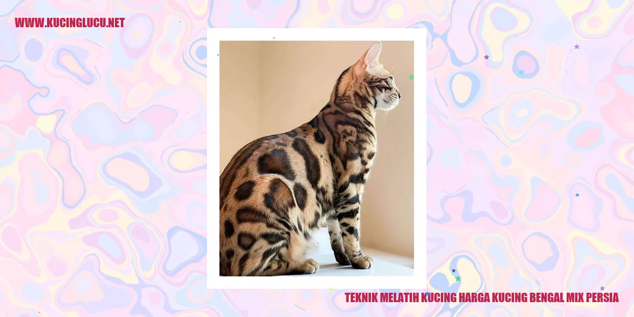 Kucing Bengal Mix Persia
