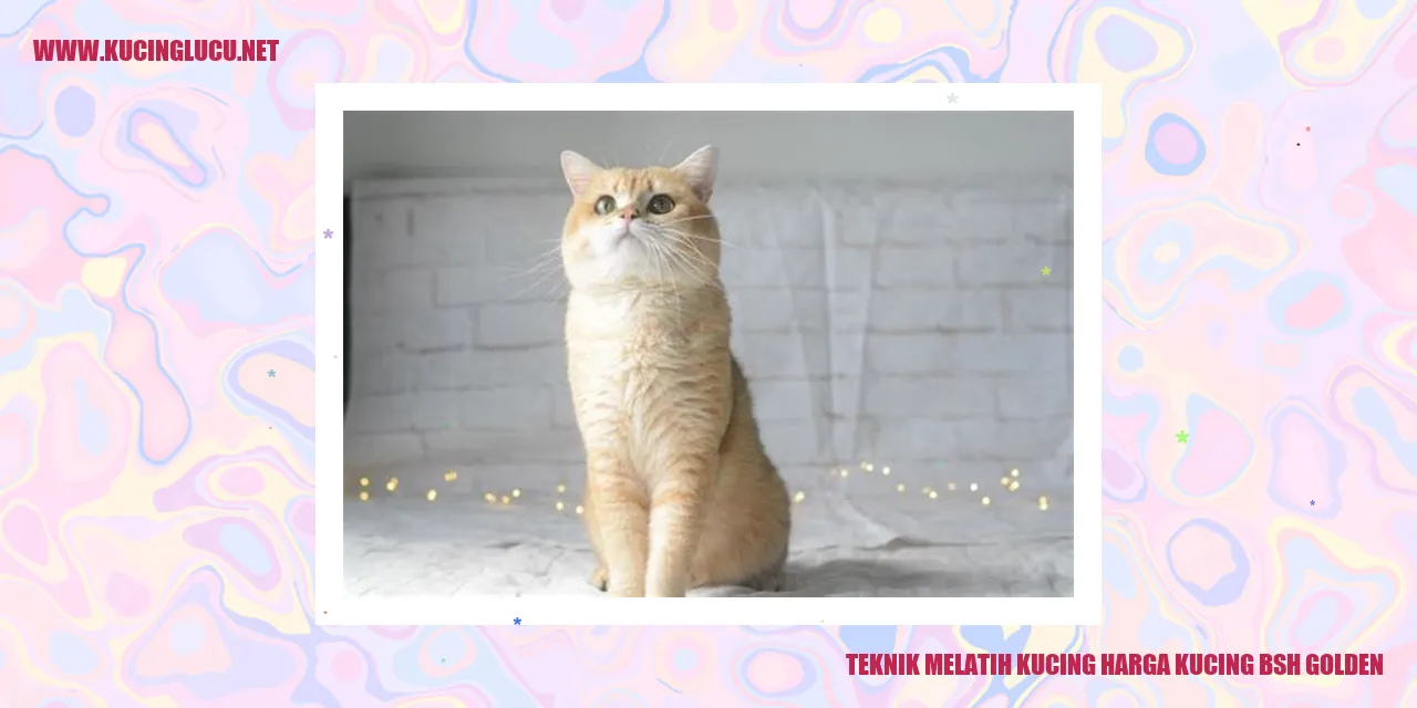 Kucing BSH Golden