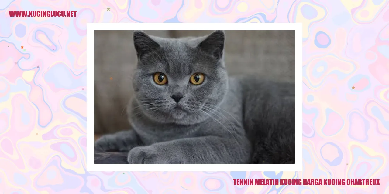 Gambar Kucing Chartreux