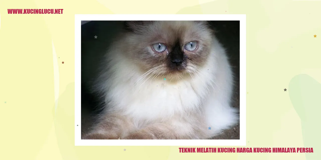 Gambat Kucing Himaya Persia