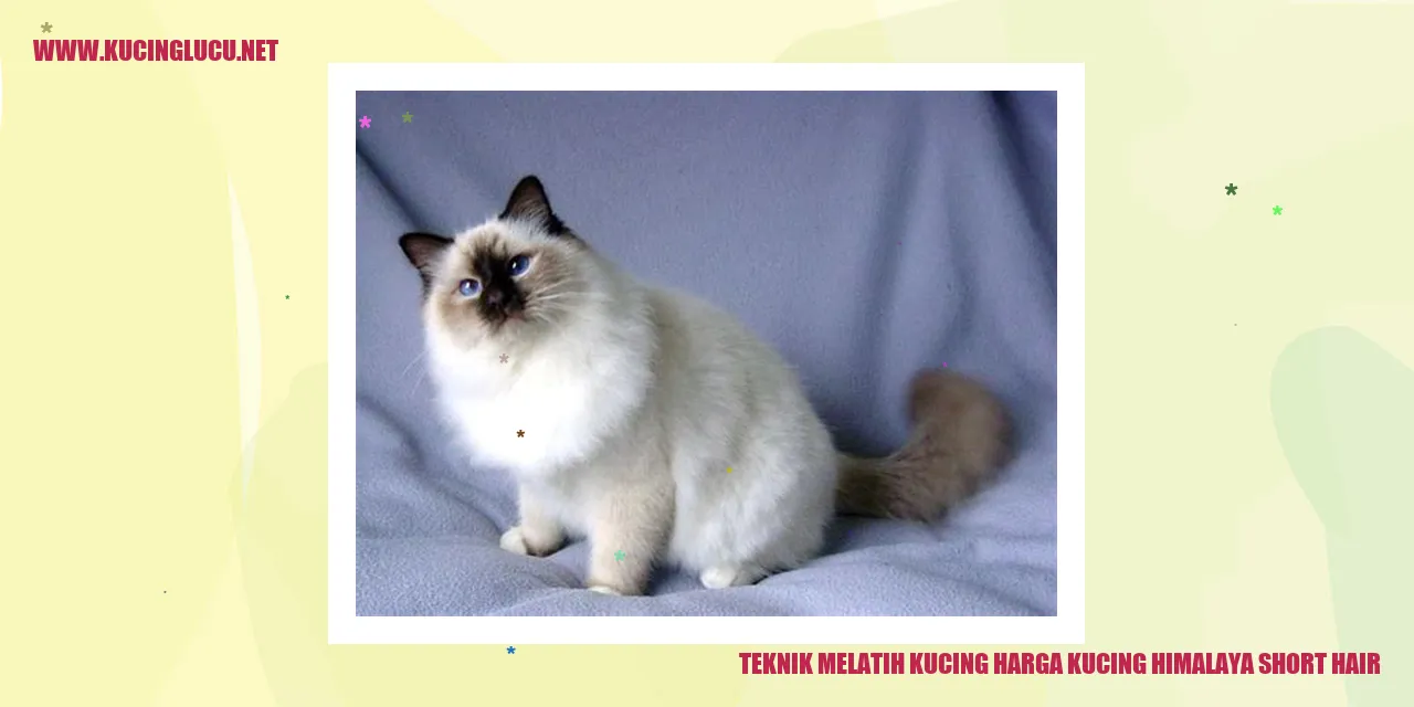 Kucing Himalaya Short Hair