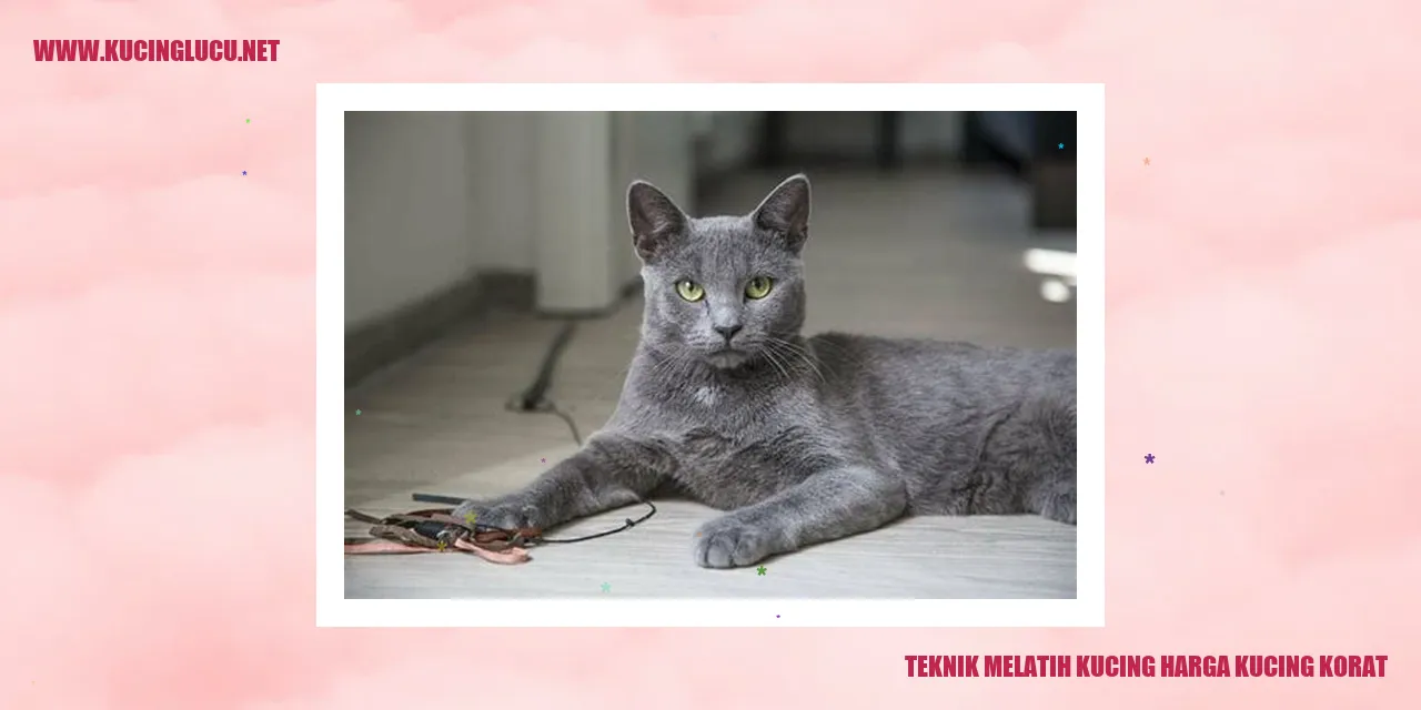 Teknik Melatih Kucing harga kucing korat