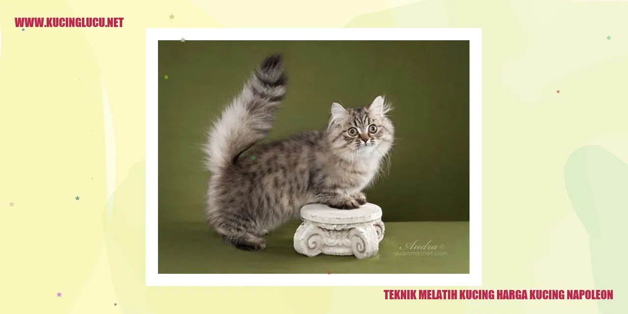 Gambar Kucing Napoleon